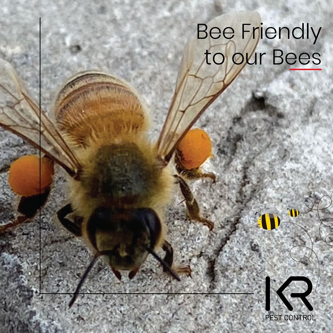 Bees_