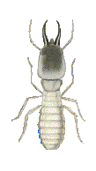 Soldier Termite