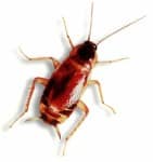 brownbanded cockroach
