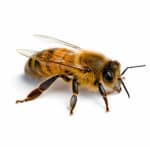 worker bee