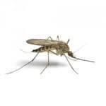 mosquito