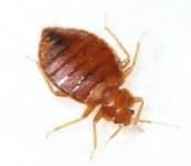 bedbug
