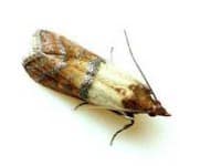 pantrymoth