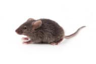 house mouse