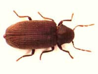 borer