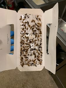 Eco-friendly pest control services