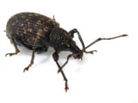 weevils