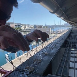 Bird-Proofing-kr-pest-control