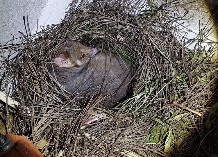 Baby possum in nest
