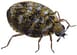 carpet beetle