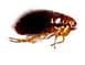 flea