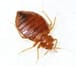 bedbug