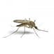 mosquito