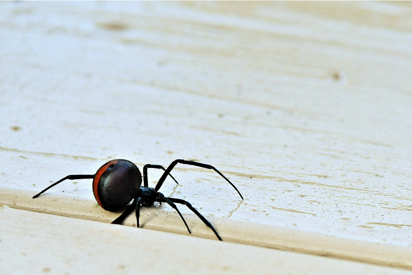 Sydney Redback Spider
